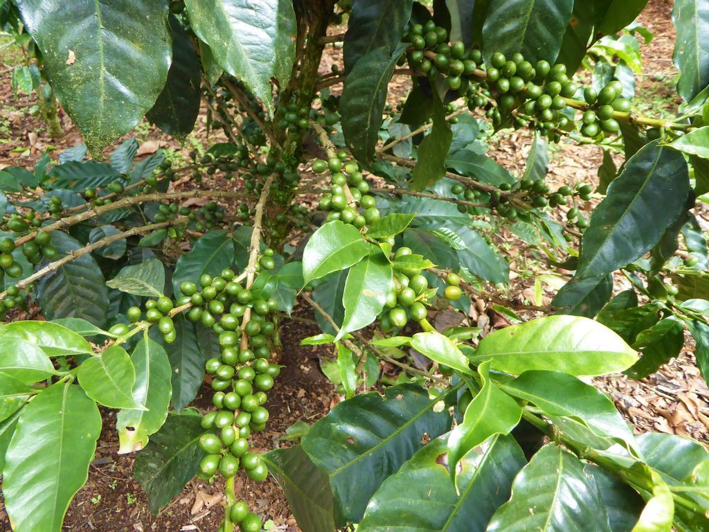 Finca El Cielo San Agustín 外观 照片